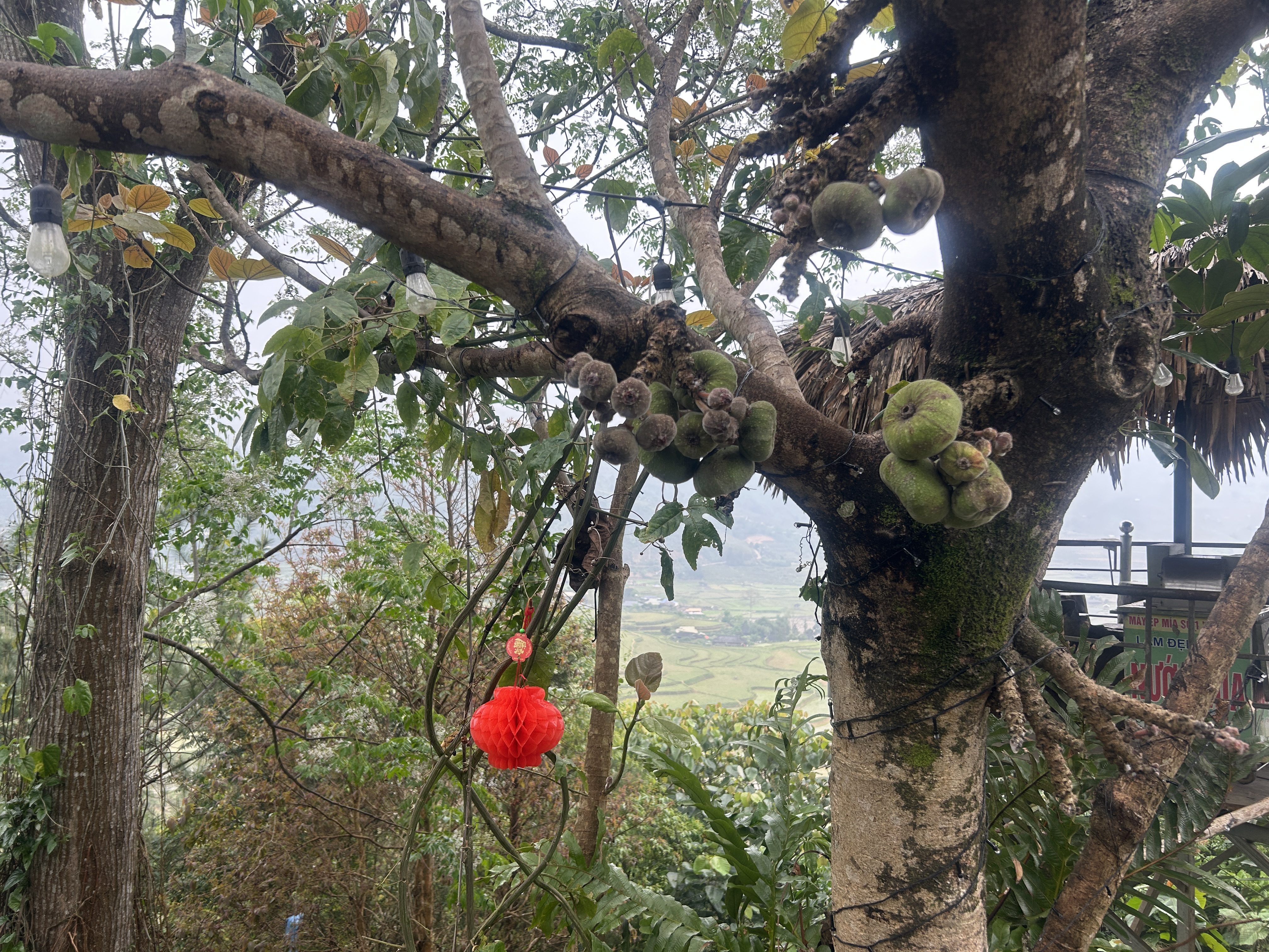 Foto